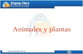 Animales y vegetales-criterios de clasificación
