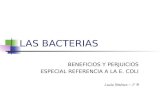 Las bacterias. E. coli (Lucia 1º B)
