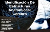 Estructuras Anatómicas del Cerebro