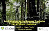 REDD Panama 2011 - Helene Muller-Landau / Cambio climático y carbono forestal