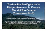 Evaluacion biológica de la Herpetofauna en la cuenca Alta del río Cenepa, Amazonas Perú