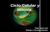 Ciclo celular y mitosis