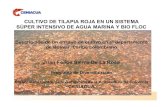 Rapco 2009  ceniacua tilapia roja agua marina + biofloc