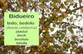 Bidueiro (Betula celtiberica)
