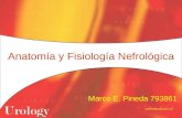 Anatomía Y Fisiología Nefrológica