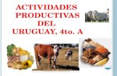Actividades Productivas  del Uuruguay 4to. año. Cuca