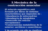 Contraccion muscular ii