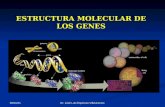Estructura molecular de los genes