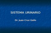 181 - Radiologia del sistema urinario