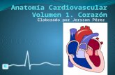 Anatomía Cardiovascular