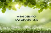 Anabolismo la fotosíntesis