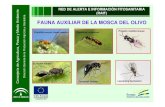 Auxiliares mosca del_olivo
