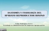 Anatomía y fesiologia aparato reproductor bovino