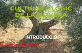 Cultiu ecològic de la olivera