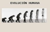 EvolucióN Humana
