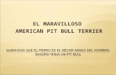 La Presentacion Del Pit Bull 2003