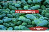 Haemophilus influenza