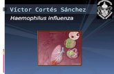 6.  Haemophilus influenza