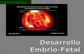 09  Desarrollo  Embrio  Fetal Y  Placentación