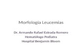 Morfología leucemias 2012