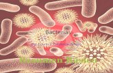Bacterias(Modo básico)