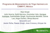 Programa de Mejoramiento de Trigo Harinero en CIMMYT, Mexico