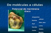 Potencial De Membrana Cardiaco