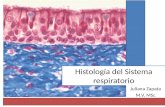 Histología del sistema respiratorio