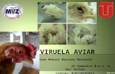 Viruela aviar seminario patologia aviar 2014 a mvz ut