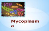Presentaciòn Mycoplasma