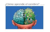 Cómo aprende el cerebro