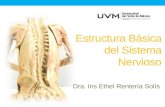 UVM Sistema Nervioso Sesión 1. Estructura Básica