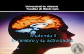 El cerebro y su actividades