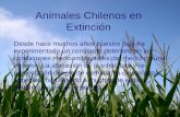 Animales Chilenos en Extinción