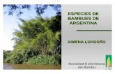 Especies de Bambú en Argentina