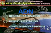 Desnaturalización, Renaturalización y Superenrollamiento