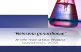 NEISSERIA GONORRHOEAE