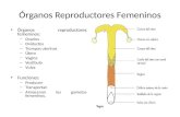 Órganos Reproductores Femeninos