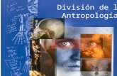División de la Antropología