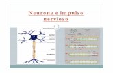 Neurona e Impulso Nervioso