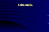 Salmonella, salmonelosis y datos epidemiologicos