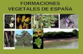 Tipos de Vegetación en España