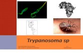 trypanosoma sp