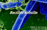 Bacillus Subtilis (PDF)