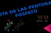 la ruta de las pentosa-fosfato