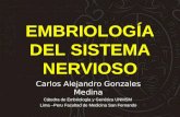 Embriologia Del Sistema Nervioso Carlos Gonzales Medina UNMSM