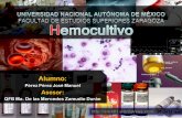 Hemocultivo - Microbiología Medica