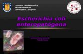 Escherichia coli diarreogénicas