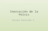 Inervación de la Pelvis