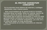 Presentacion Diapositivas Pectum Canaritum TERMINADO